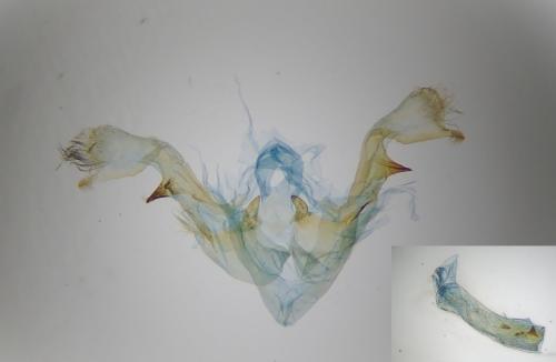 Réf. 256 246 : Oligia latruncula